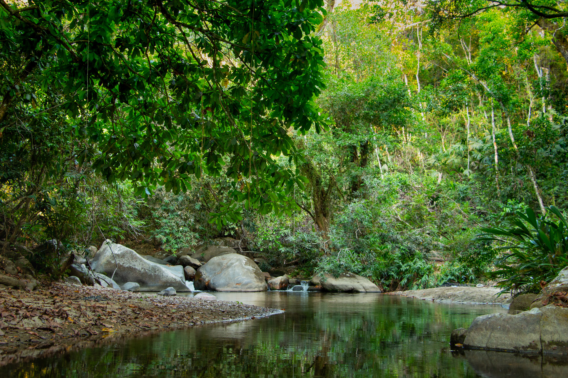 River in Jungle