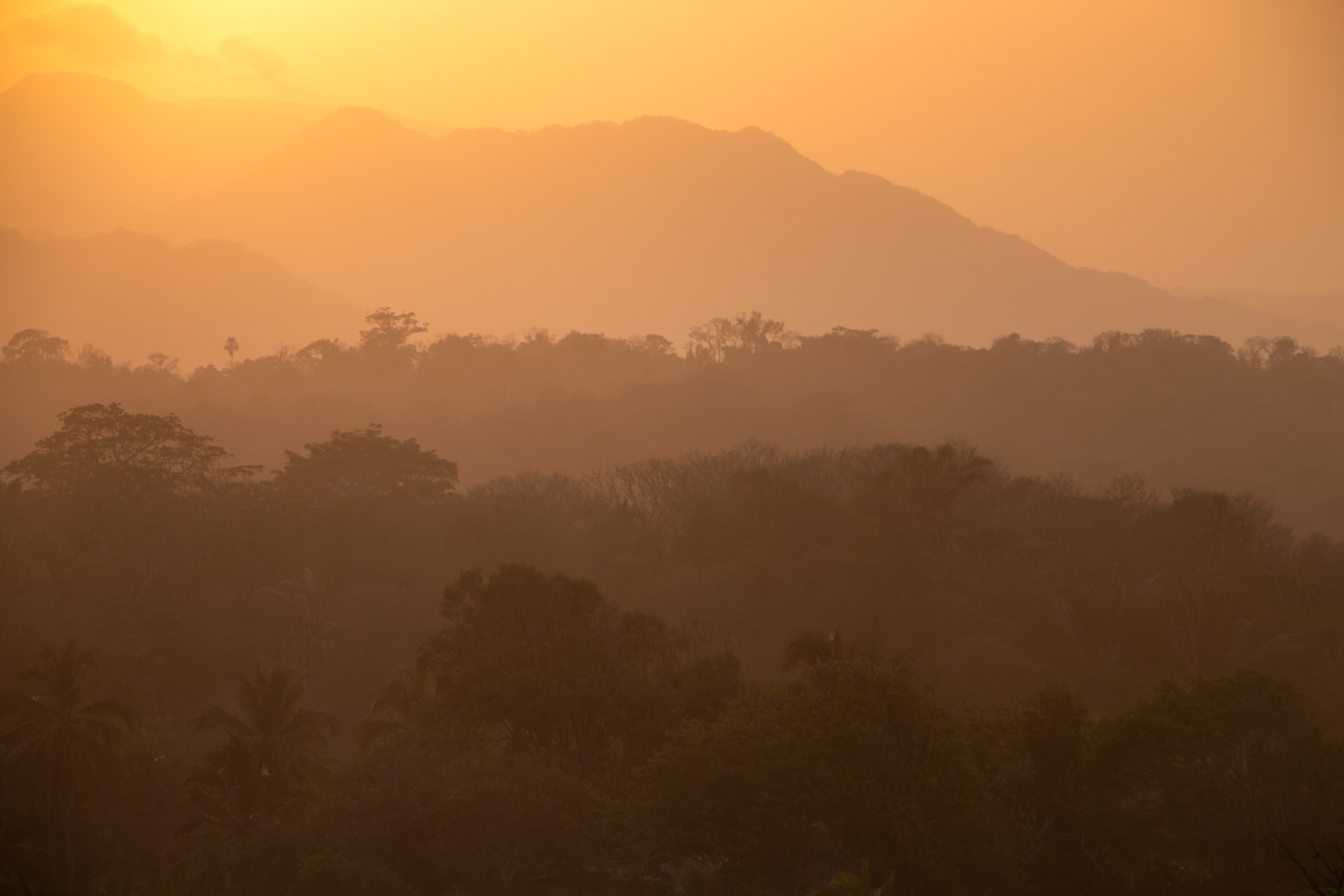 Jungle Sunset