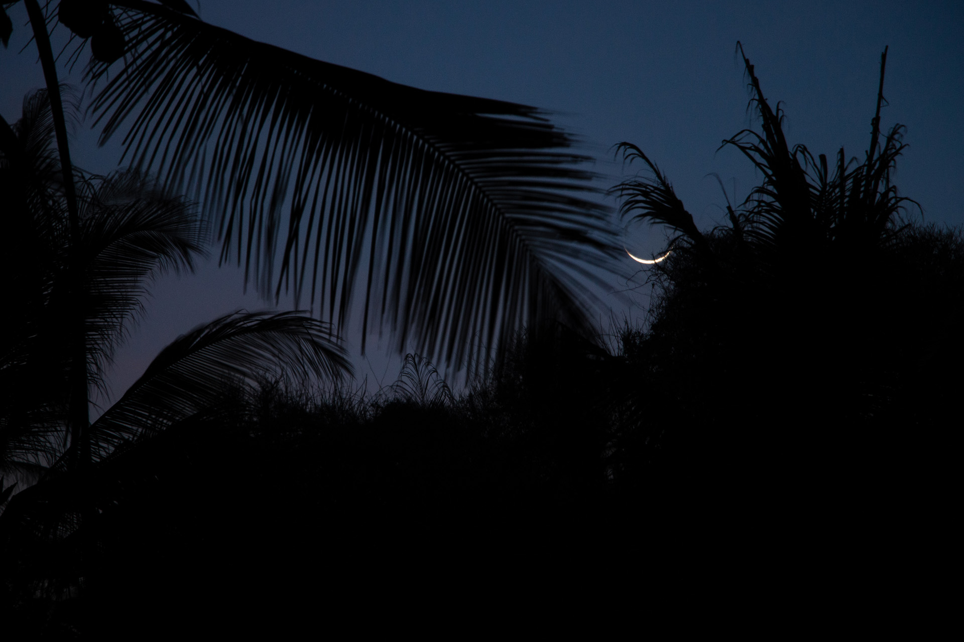 Palm trees and Moon