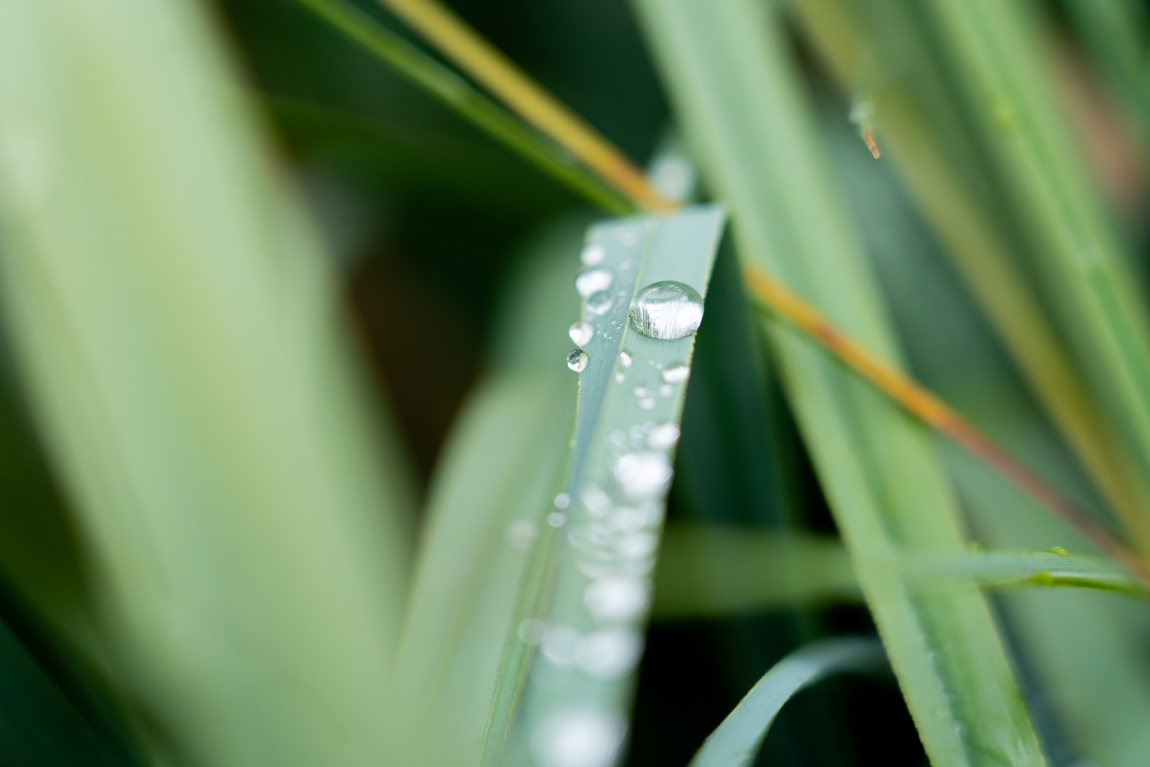 Dewdrops