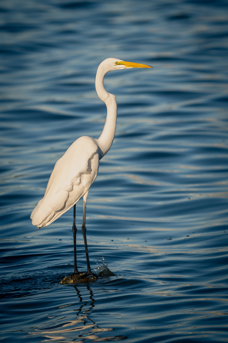 Great Egret
