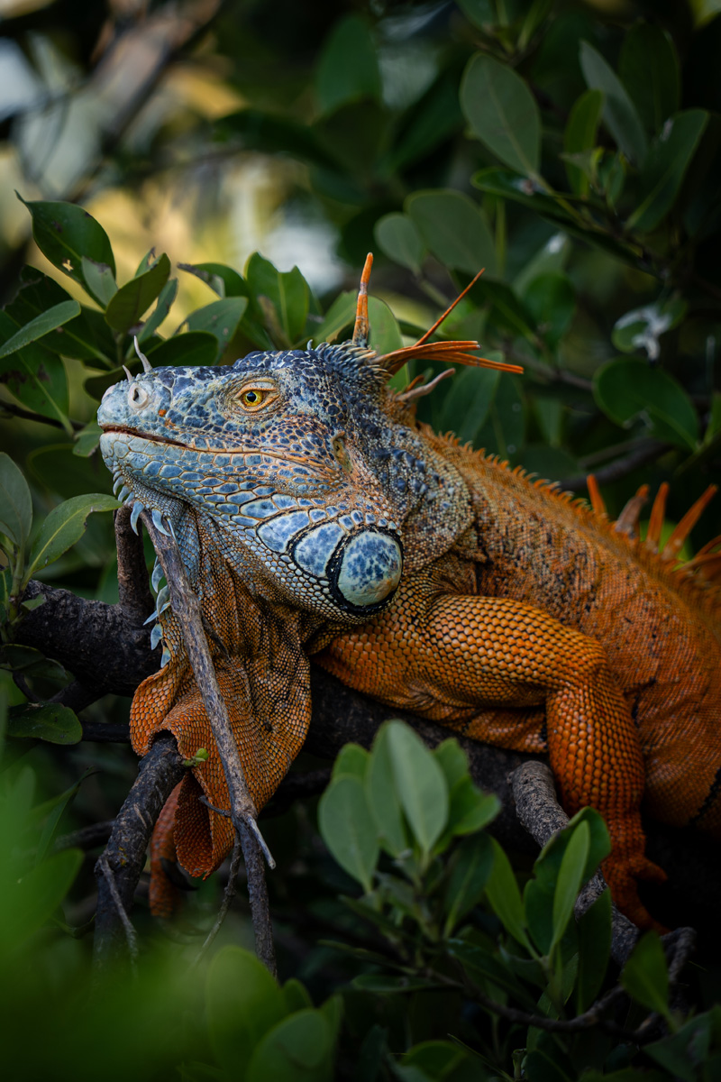 Iguana