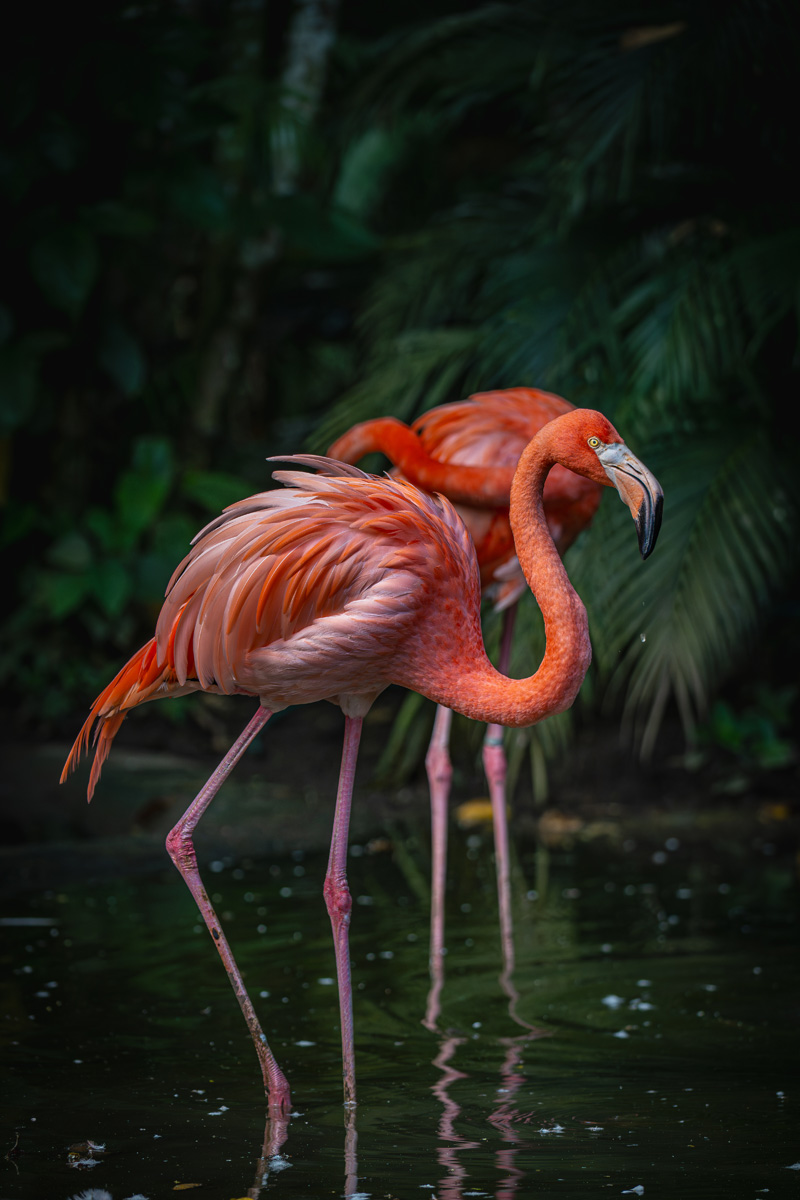 Flamingo Duo