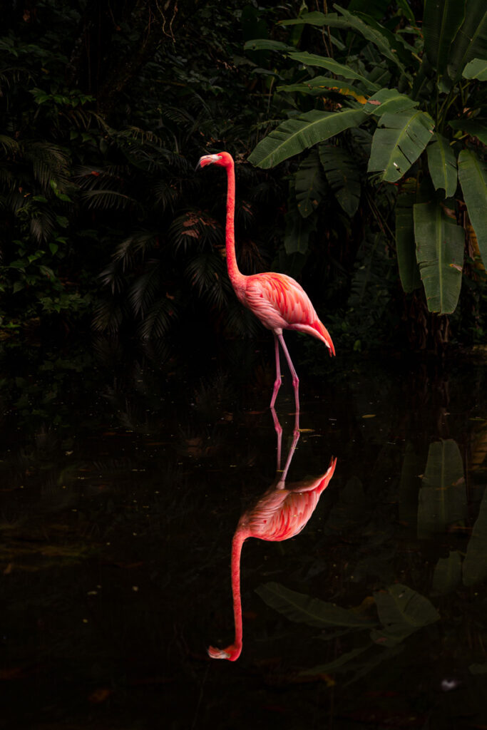Flamingo