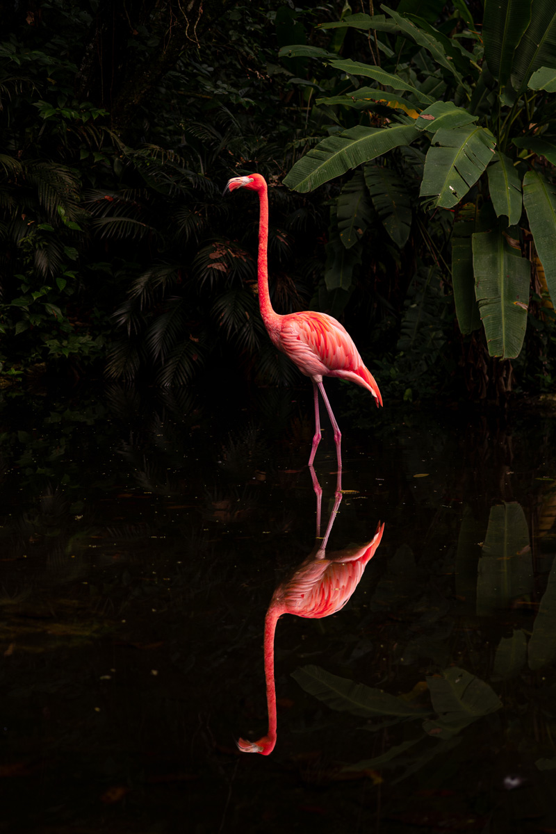 Flamingo