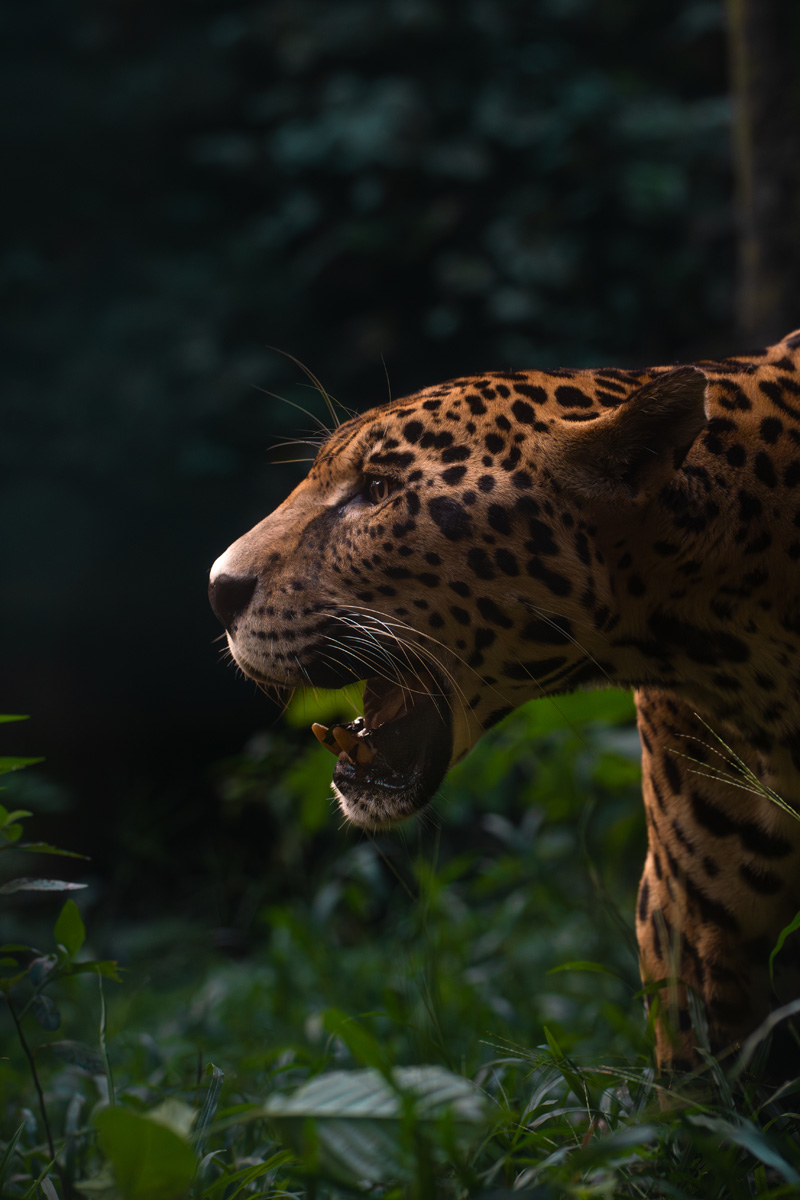 Roaring Jaguar