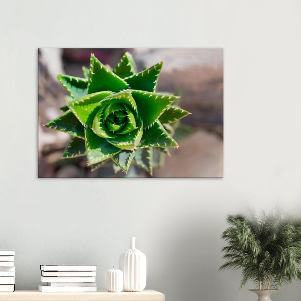 Succulent Canvas